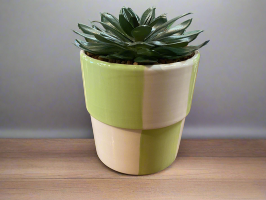 Decorative Succulent